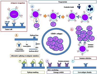 Frontiers | Failure Of ALL Recognition By CAR T Cells: A Review Of CD ...